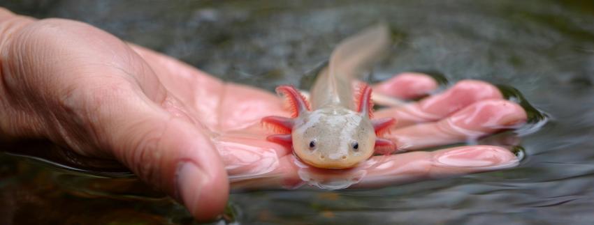 Axolotl.